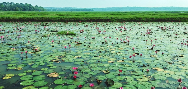 clam river full of water lilies and beautiful rice field in background