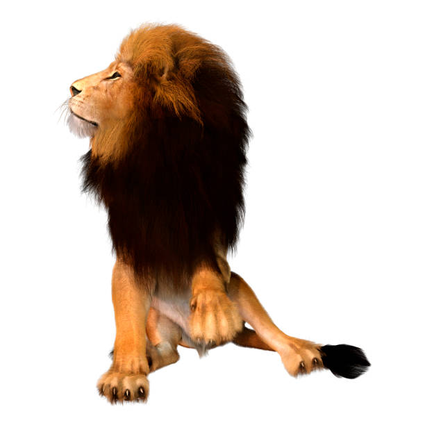 istock 3D illustration male lion on white 1255394910