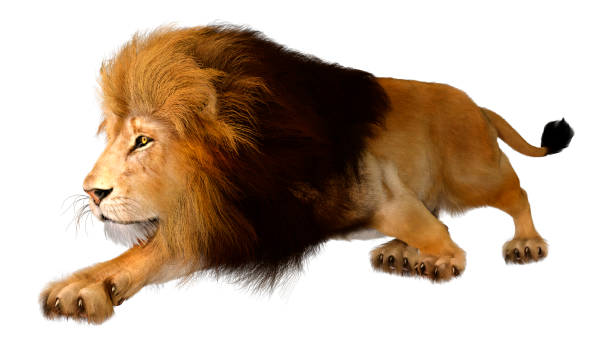 istock 3D illustration male lion on white 1255394951