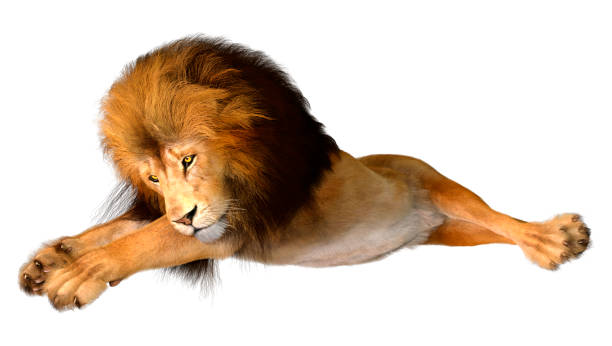 istock 3D illustration male lion on white 1255394987