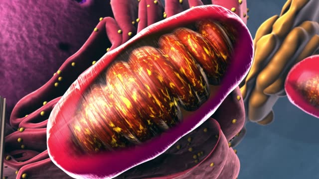 Components of Eukaryotic cell, nucleus and organelles - 3d illustration