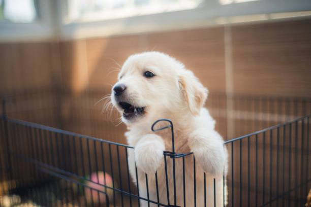 disparo de un cachorro golden retriever de color blanco en una jaula para el entrenamiento para ir al baño - golden retriever dog retriever waiting fotografías e imágenes de stock