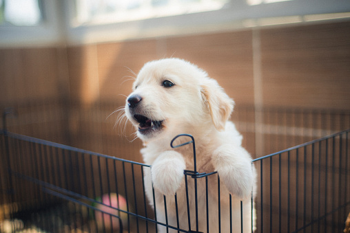 Shot of a white colored Golden Retriever puppy in a cage for potty training. Horizontal shot.