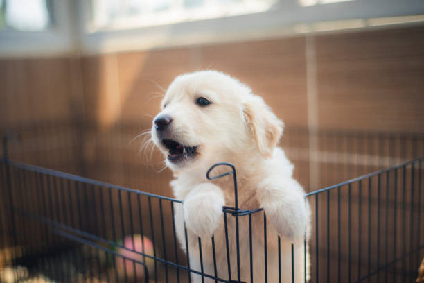 Shot of a white colored Golden Retriever puppy in a cage for potty training Shot of a white colored Golden Retriever puppy in a cage for potty training. Horizontal shot. barking animal photos stock pictures, royalty-free photos & images