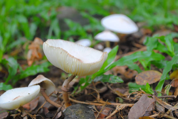 Wild Mushroom Growing on Forest ground. Boom, growth.
