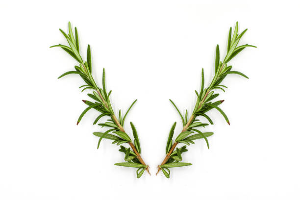 istock Fresh green rosemary, Arrange In Deer antlers Shape 1255396790