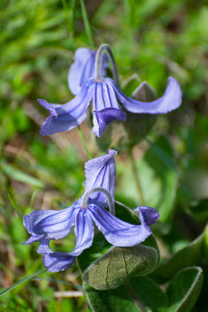 Clematis integrifolia in the nature