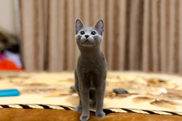 istock Young thoroughbred pedigreed cat. Breed Russian Blue 1255396875