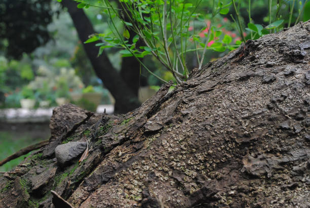 Tree trunk close-up in the forest - web banner with copy space