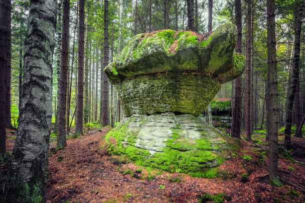 View of moss and roots growing on large rock formations in forest at Soriano Nel Cimino, Lazio, Italy