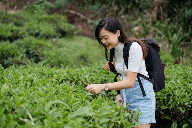istock Young asian woman with backpack exploring tea plantation 1255398184