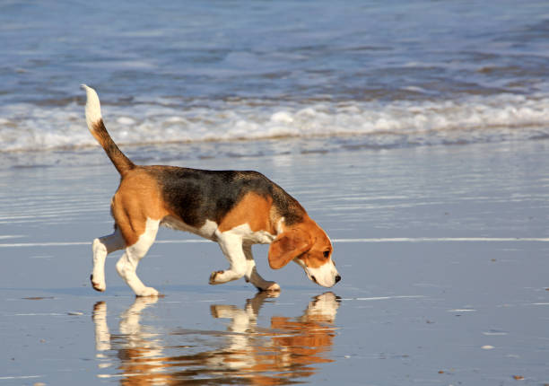 Beagle 9 Beagle sniffing while running on the beach near the waters edge with reflection blue beagle stock pictures, royalty-free photos & images
