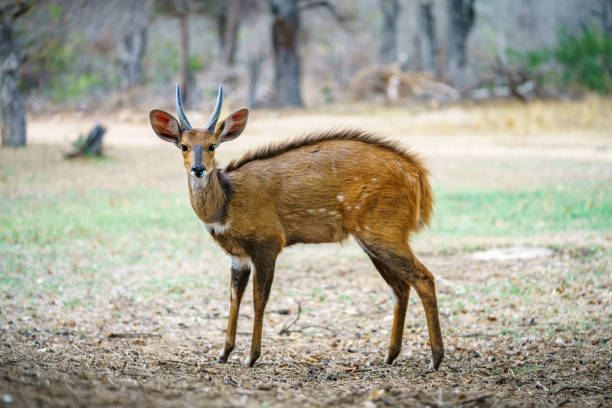bushbuck in kruger national park, mpumalanga, south africa 3 wild bushbuck in kruger national park in mpumalanga in south africa bushbuck photos stock pictures, royalty-free photos & images