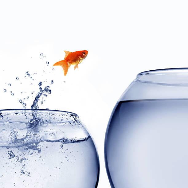 istock goldfish jumping out of the water 125540024