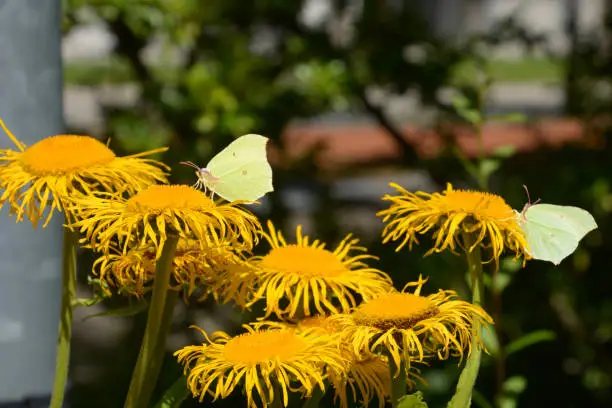 white butterflies with inula