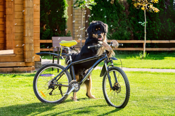 Big black dog stands on green grass and holds a bicycle.