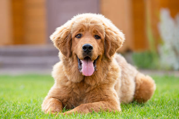 매우 긍정적 인 빨간 강아지는 카메라를보고 미소를, 녹색 잔디밭에 누워있다. - tibetan mastiff 뉴스 사진 이미지