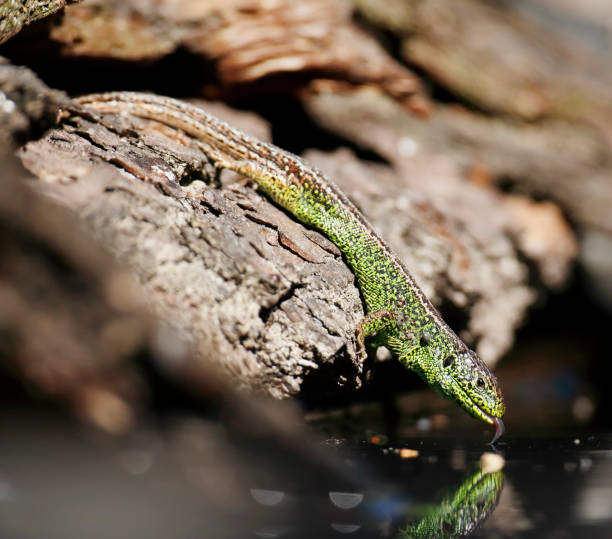 lagarto de arena (lacerta agilis) bebedor masculino - lacerta agilis fotografías e imágenes de stock