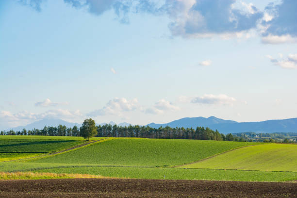 istock Birch tree standing in a green upland area 1255402978
