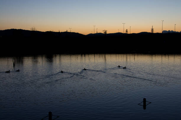 istock Beautiful dusk sky and waterfowl 1255403450