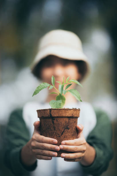 istock Woman Holding Potted Plant 1255404521