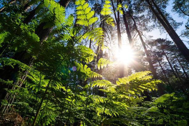 istock looking up through Bracken ferns 1255405573