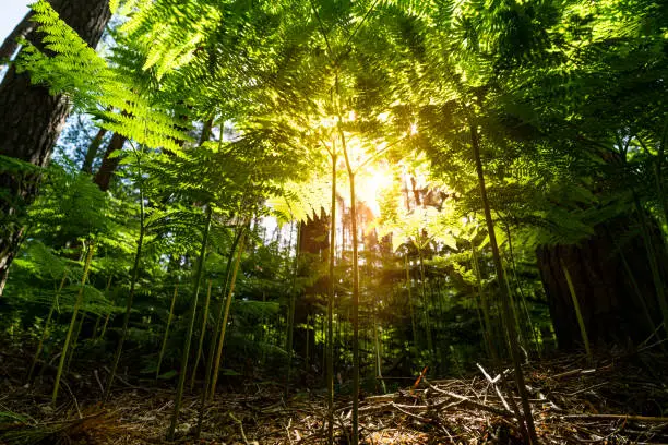 Looking ip through Bracken in an English forest in Summer at sunrise