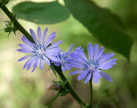 Blue chicory flowers on a stem with sunlight back