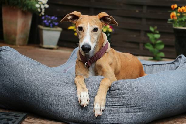 beautiful brown glago is lying in the bed on the terrace in the garden brown glago is lying in the bed on the terrace in the garden greyhound stock pictures, royalty-free photos & images