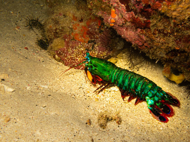 istock Peacock mantis shrimp, Odontodactylus scyllarus, harlequin, painted, clown, or rainbow mantis shrimp at a Puerto Galera reef in the Philippines 1255408155