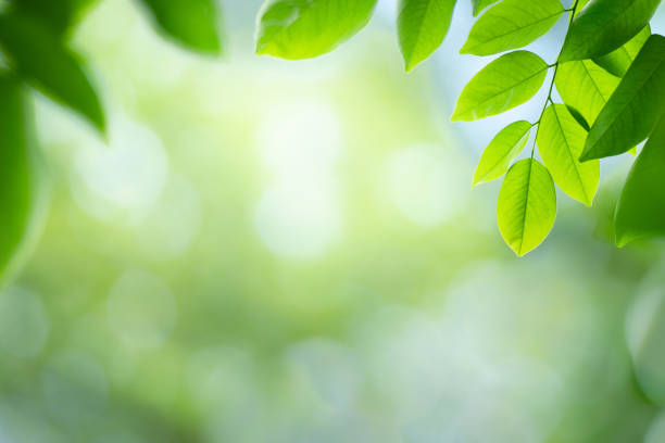 istock Fresh green leaf in sunny day 1255411384