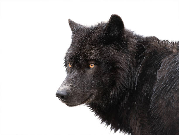 istock winter portrait canadian black wolf isolated on white 1255411627