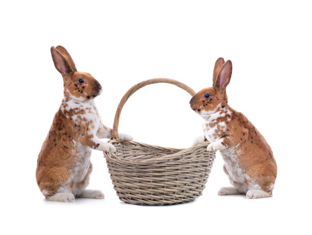 istock two spotted bunny is standing near an Easter basket isolated on a white 1255411640