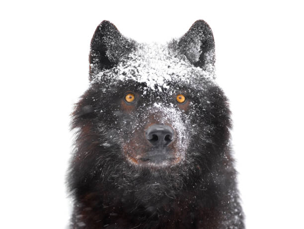 istock winter portrait canadian black wolf isolated on white 1255411645
