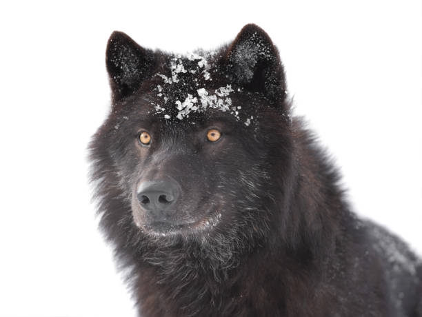 istock portrait canadian black wolf isolated on white 1255411652