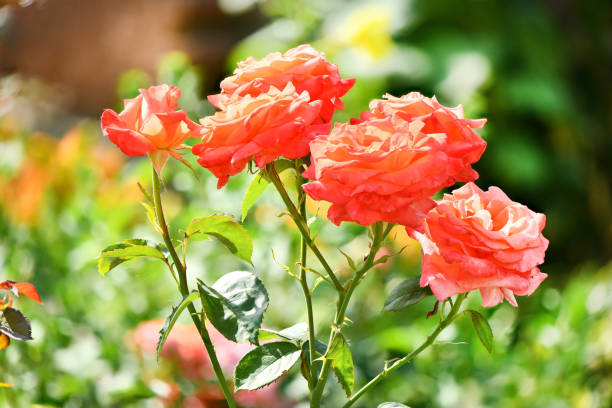 istock Beautiful pink roses. High resolution photo. Selective focus. 1255412057