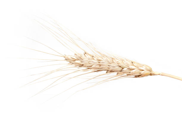 istock Spikelets of wheat. isolated on white background 1255413156