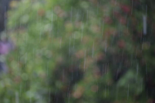 istock Rainwater falls among the green nature 1255415734