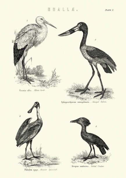 새, 흰 황새, 세네갈 자비루, 로제테 스푼빌, 터프트 움브레 - saddle billed stork stock illustrations
