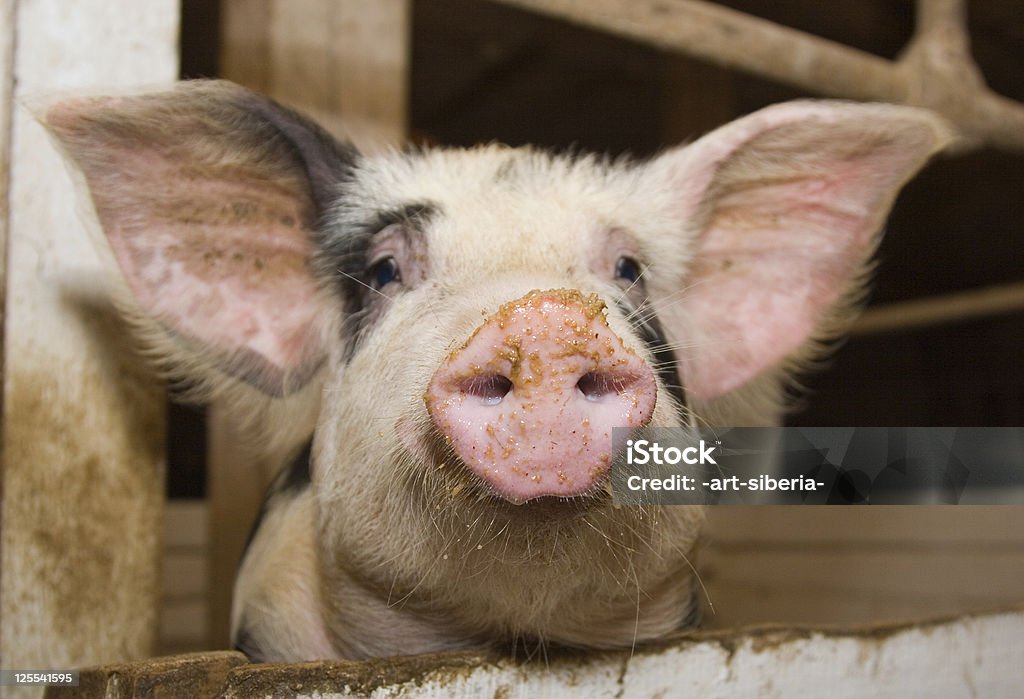 Schwein - Lizenzfrei Agrarbetrieb Stock-Foto