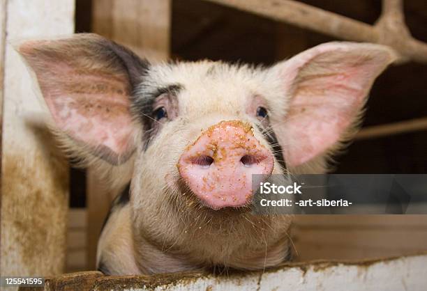Schwein Stockfoto und mehr Bilder von Agrarbetrieb - Agrarbetrieb, Domestizierte Tiere, Farbbild