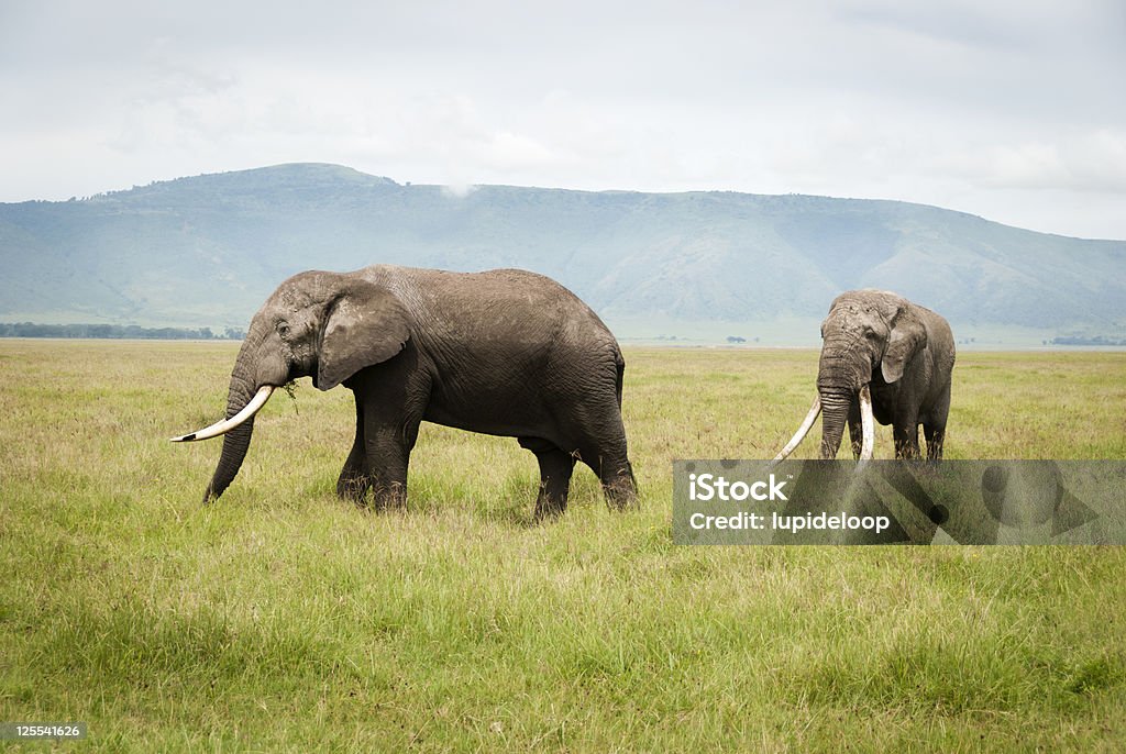 Great Elephants of Ngorongoro, Tanzania A couple great African Elephants of Ngorongoro, Tanzania African Elephant Stock Photo