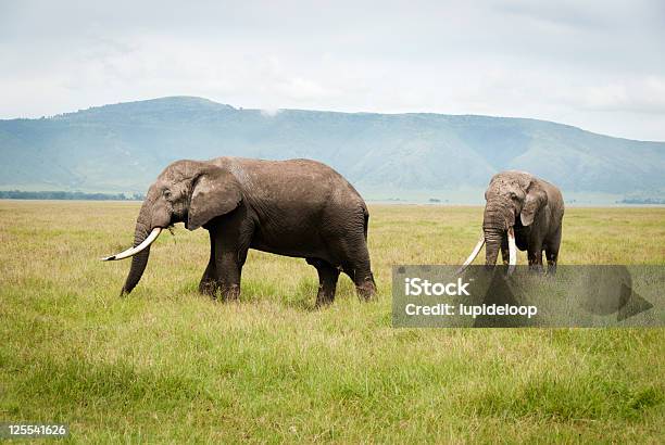 Great Elephants Of Ngorongoro Tanzania Stock Photo - Download Image Now - African Elephant, Animal, Animal Body