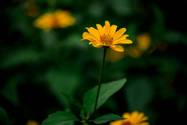 istock Close-up view of beautiful bright yellow colored blooming flower. 1255416366