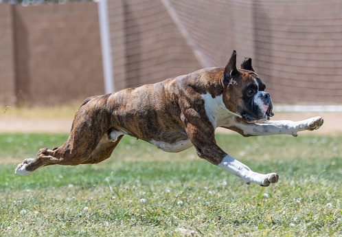 Boxer dog at a fast cat trial in the grass chasing a lure