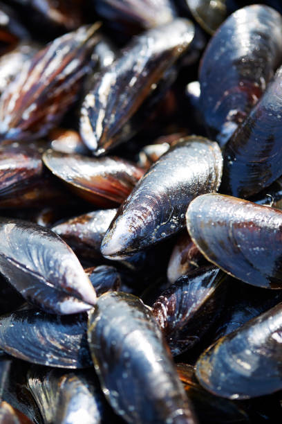 Mussels stock photo