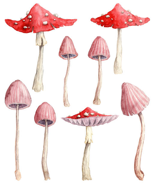 kolekcja ręcznie malowanych akwareli i grzybów - vertical meadow mushroom vegetable stock illustrations