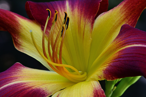 Red daylily in a Connecticut garden with focus on stamens and foreground petals