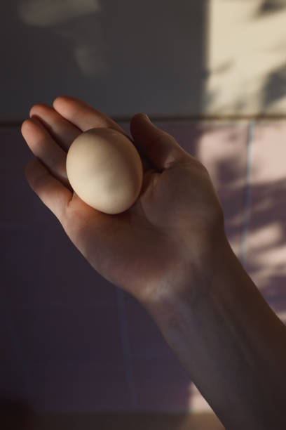 istock Egg in a hand on a light background. Creative background from shadows of woman's hand with egg against background. 1255419582