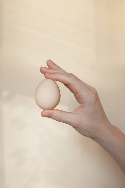 istock Egg in a hand on a light background. Creative background from shadows of woman's hand with egg against background. 1255419623